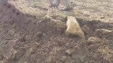 Những chú chó nghịch ngợm đào đất giúp người nông dân