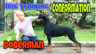 Conformation Training ng Doberman | Watch this para matuto kayo mghandle ng aso| Hernan Dog World TV