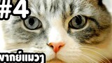 พากย์แมวๆ เดอะ ซีรี่ย์ - Season 1 Ep4「นายหัวฟ้า」ตลกฮาเกรียน