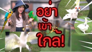 เปิดกล่องสุ่ม4 แต่ดัน! เขากุยหัวร้อน! EP.273