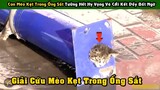 Con Mèo Kẹt Trong Ống Sắt Tưởng Hết Hy Vọng Được Cứu Và Cái Kết Đầy Phép Màu  | Tám Tới Tấp