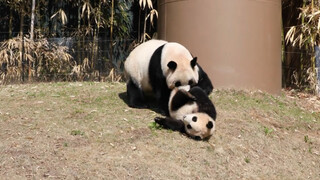 210413 熊孩子福宝把饭桌掀翻了 气得华妮跟她大战了300回合