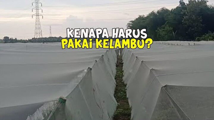 Budidaya Bawang Merah Menggunakan Kelambu