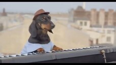 a dog (that's a dj) remixing a cool song I ALSO made