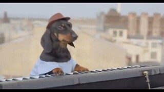 a dog (that's a dj) remixing a cool song I ALSO made