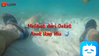 Uji nyali di Dasar Laut Yang Banyak Anak Ikan Hiunya