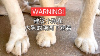 狗爪爪警告！建议小狗在大狗的陪同下观看！