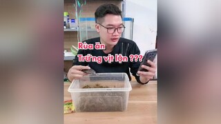 Rùa ăn trứng vịt lộn 🙄😯😯rua thucung