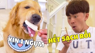 Gâu Đần Family | Cách mà ĐẢN HOÀNG Xin Kem Của Bố ~ Còn Cái Nịt 😂 Gâu Đần Official