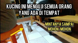 Astaghfirullah Kucing Jalanan ini Kelaparan Minta Makan Sampai Mohon- Mohon kepada semua orang..!