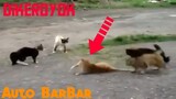 Kucing Berantem||Kucing Oren Auto Barbar