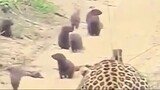 How Leopard Hunt