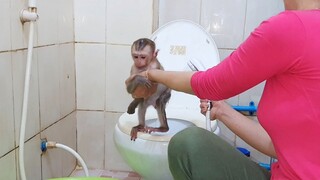 Adorable Small Liheang Routine Bathing At Noon