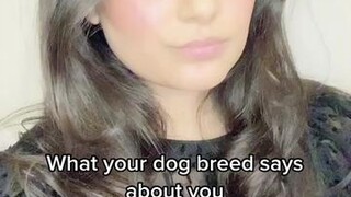 What dog breeds do you want to see next? LearnOnTikTok dog dogbreeds whatyourdogsaysaboutyou fyp