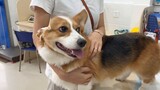 Corgi had an unknown foreign object on his head, and he was taken to the hospital. The dog panicked 