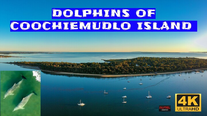 Dolphins of Coochiemudlo Island Australia