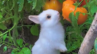 rabbit eating patatoes