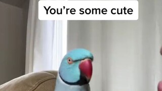 I want that bird