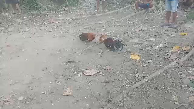 my alimbuyugin nanalo pero Patay din Kasi ang gulang ng kalaban 3 years