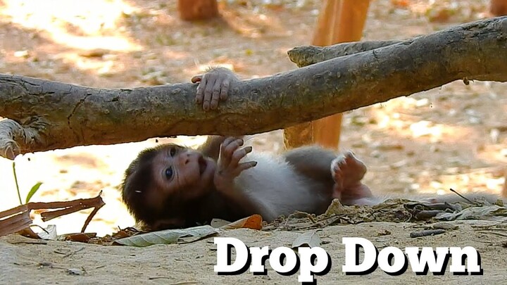 OMG Baby Monkey Drop Down, Baby Monkey Try Hard To Walking, Adorable Baby Monkey Thona, MK 05