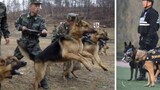 สุนัขตำรวจ กับ สุนัขทหาร ต่างกันอย่างไร? ความแตกต่างนั้นใหญ่มาก!