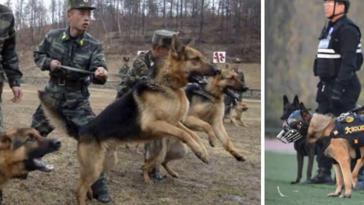 Sự khác biệt giữa chó cảnh sát và chó quân sự là gì? Sự khác biệt là rất lớn!