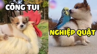 CÚN gặp ai cũng đòi CƯỠI và cái kết NGHIỆP QUẬT | Pets TV