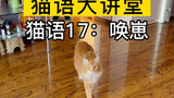 放这句猫语，你家猫就会来找你！