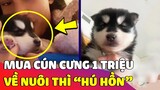 Mua chó cưng giá hơn 1 triệu, cô gái 'HOANG MANG' vì càng ngày càng 'KHÔNG GIỐNG CHÓ' 😅 Gâu Đần