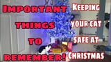 How to cope with a cat during the festive season | Important Things To Remember | TIPS!