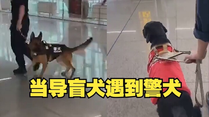 当警犬遇到导盲犬