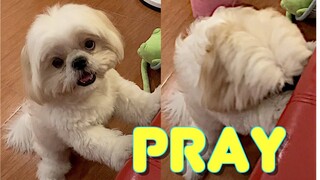 My Dog  Remembers to Say A Prayer | Cute Funny Shih Tzu Dog Video