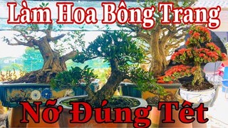 cách làm hoa cho bông trang nỡ rộ đúng tết | thời gian làm hoa cho bông trang chơi tết 2022