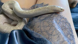 Vlog | Bạn đã bao giờ nhìn thấy rắn Kingsnake Ngoan Như Thế Chưa?