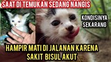 Anak Kucing Sedang Menangis Di Pinggir Jalan Raya Ternyata Sakit Bisul Akut Minta Di Obati..!