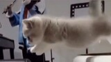 [Funny]Những pha xử lý ngốc nghếch của mèo con