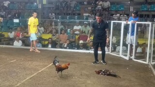 2ndfight Entry name: Bulak ang sinaing @ JV cockfit arena