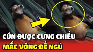 Bé cún được CƯNG CHIỀU nhất nhà, NGỦ phải mắc VÕNG 😍 | Yêu Lu