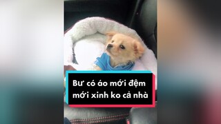 Bư có áo mới đệm mới xinh ko cả nhà ơi. cunyeucuadua chó chócon chókhôn chócute chó_cưng chócon chókhôn chómèo xuhuong fyp