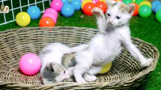 Two adorable kittens have football competition in the basket for the first time