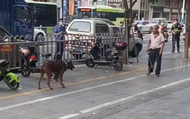 Paman tingkat penuh! Anjing di pinggir jalan menggonggong orang tanpa tali, dan pria itu menggunakan