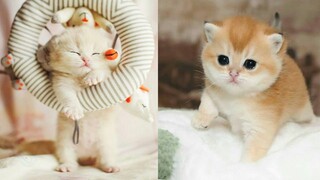 Baby Cats - Funny and Cute Baby Cat Videos Compilation | Aww Animals