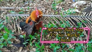 six Marker Hatch Cock VS Melsims Black Stag       SPAR!