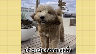 เพื่อนตัวน้อยแสนซน : เจ้าขนปุยจอมซนสุดดื้อ