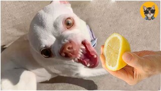 Angry And Funny Chihuahua Dog - Try Not To Laugh 🤣| Pets House