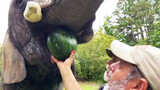 [Hewan] Gajah memakan semangka dan memasukkannya ke mulutnya