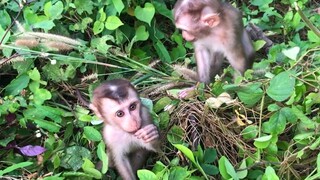 Familiar Mino, Lai heang and Coconut monkey with out door environment