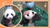 How can this baby panda be so coquettish!