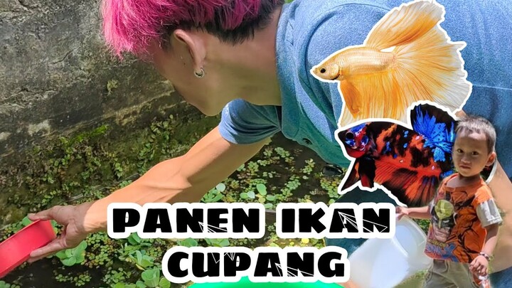 IKAN CUPANGNYA BANYAK GAES