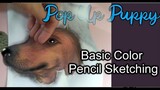 How to draw Puppy Dog | Color Pencil Drawing